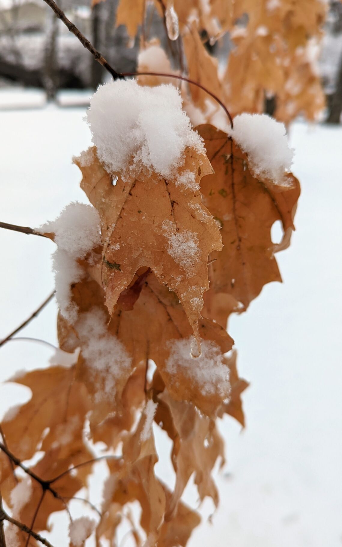 Winter in Northern Iowa - Maple